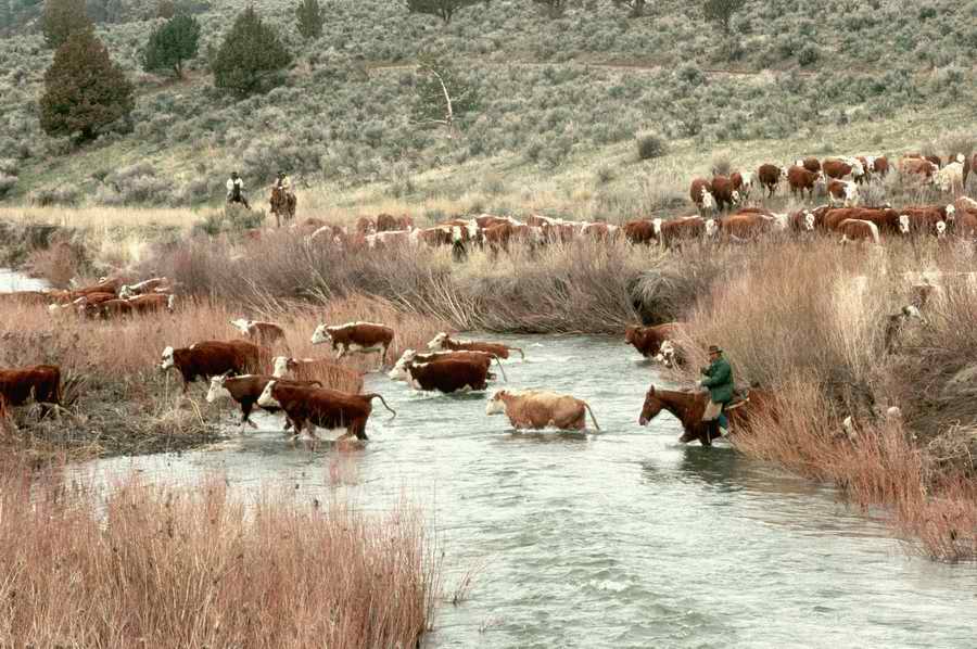Animal Farm - Corbis Online ></a>
<script language=JavaScript> 
  var txt = 