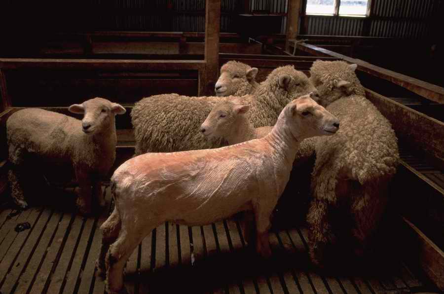 Animal Farm - Corbis Online ></a>
<script language=JavaScript> 
  var txt = 