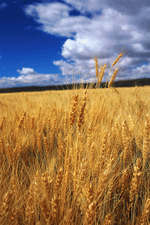 Corbis Online: Field 