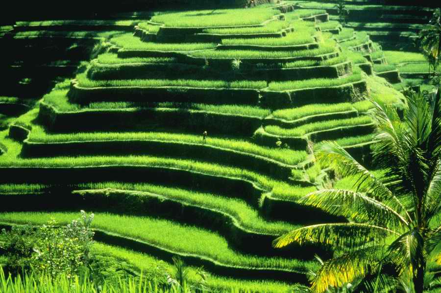 Field - Corbis Online ></a>
<script language=JavaScript> 
  var txt = 