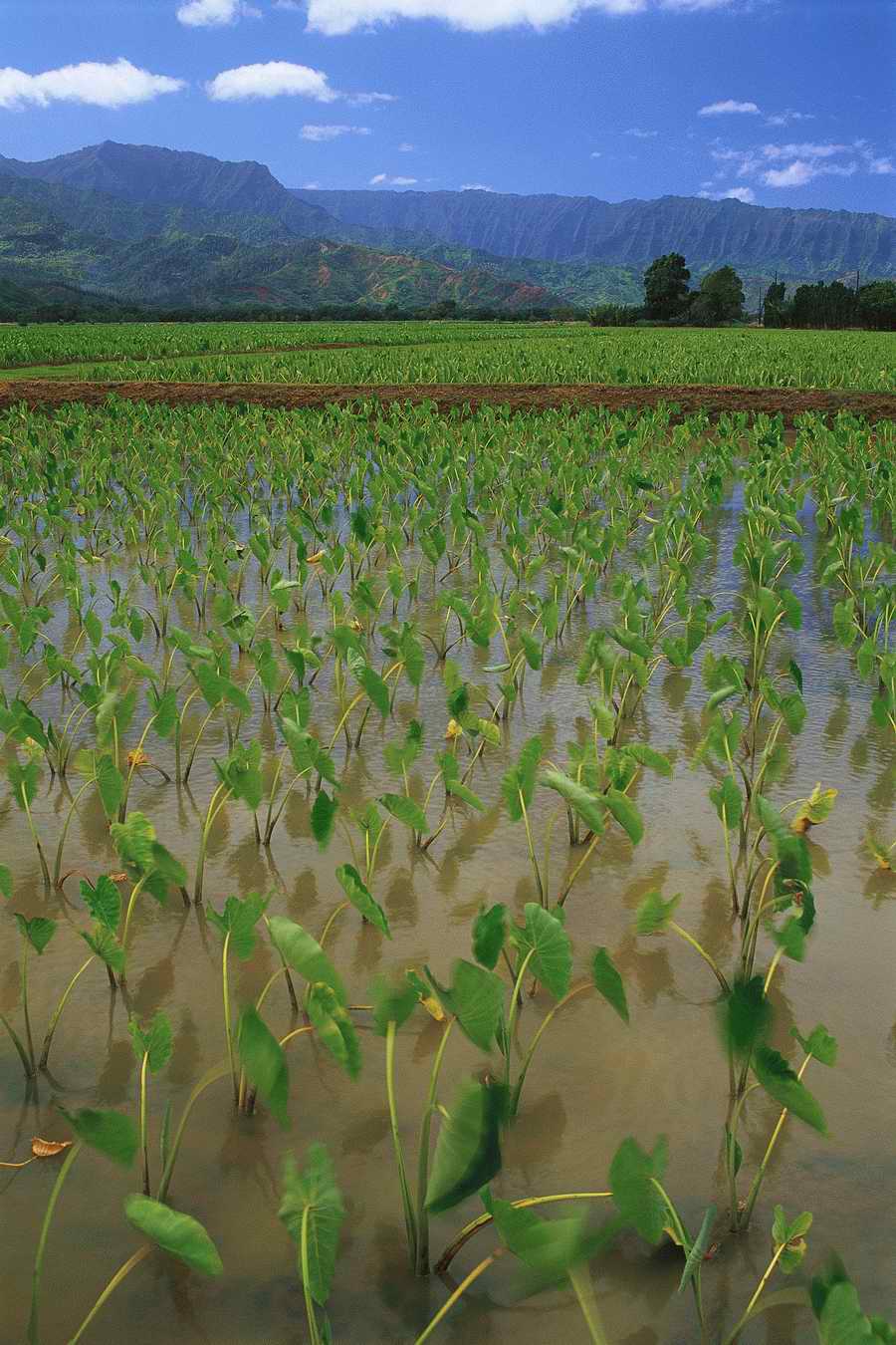 Field - Corbis Online ></a>
<script language=JavaScript> 
  var txt = 