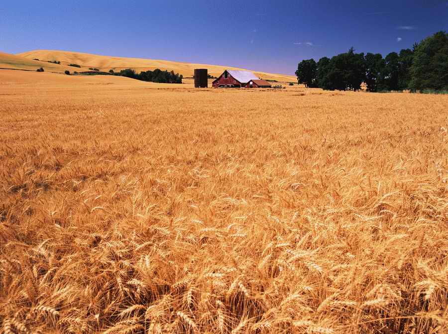 Field - Corbis Online ></a>
<script language=JavaScript> 
  var txt = 
