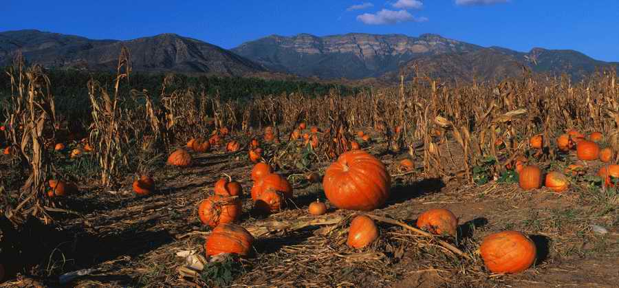 Field - Corbis Online ></a>
<script language=JavaScript> 
  var txt = 