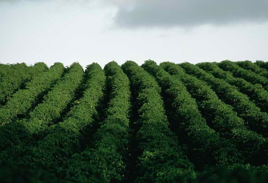 Field - Corbis Online ></a>
<script language=JavaScript> 
  var txt = 
