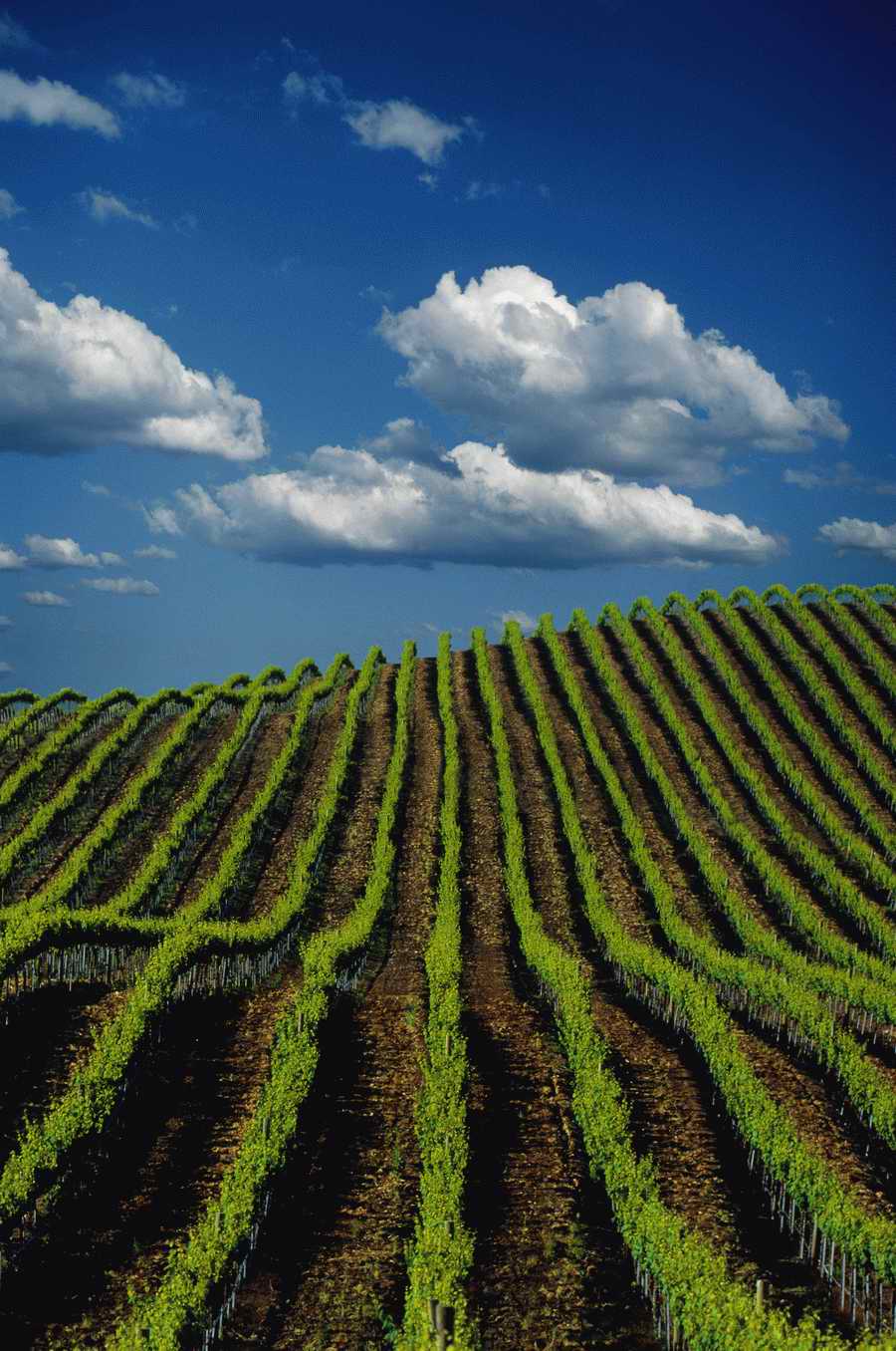 Field 2 - Corbis Online ></a>
<script language=JavaScript> 
  var txt = 