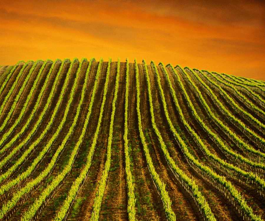 Field 2 - Corbis Online ></a>
<script language=JavaScript> 
  var txt = 