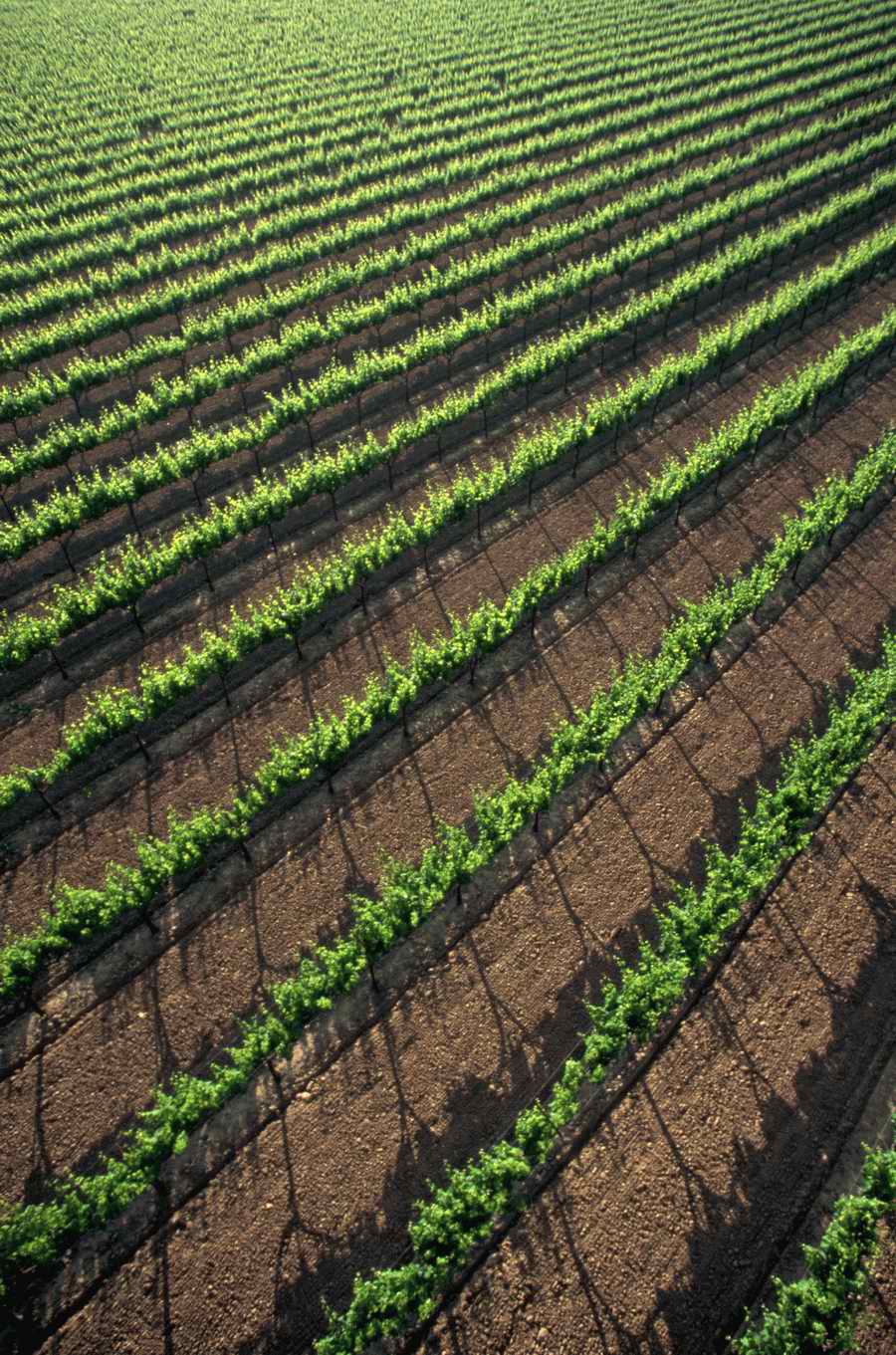 Field 2 - Corbis Online ></a>
<script language=JavaScript> 
  var txt = 