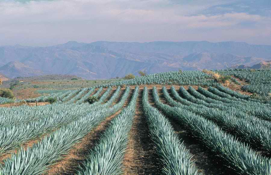 Field 2 - Corbis Online ></a>
<script language=JavaScript> 
  var txt = 