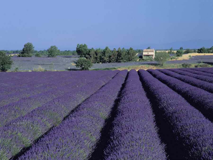 Field 2 - Corbis Online ></a>
<script language=JavaScript> 
  var txt = 