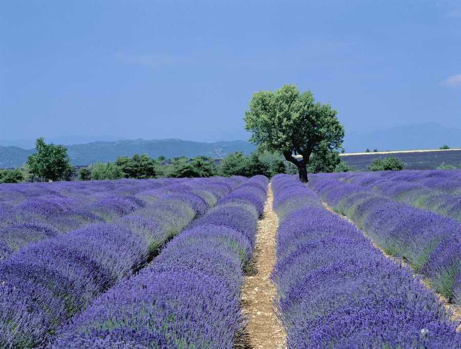 Field 2 - Corbis Online ></a>
<script language=JavaScript> 
  var txt = 