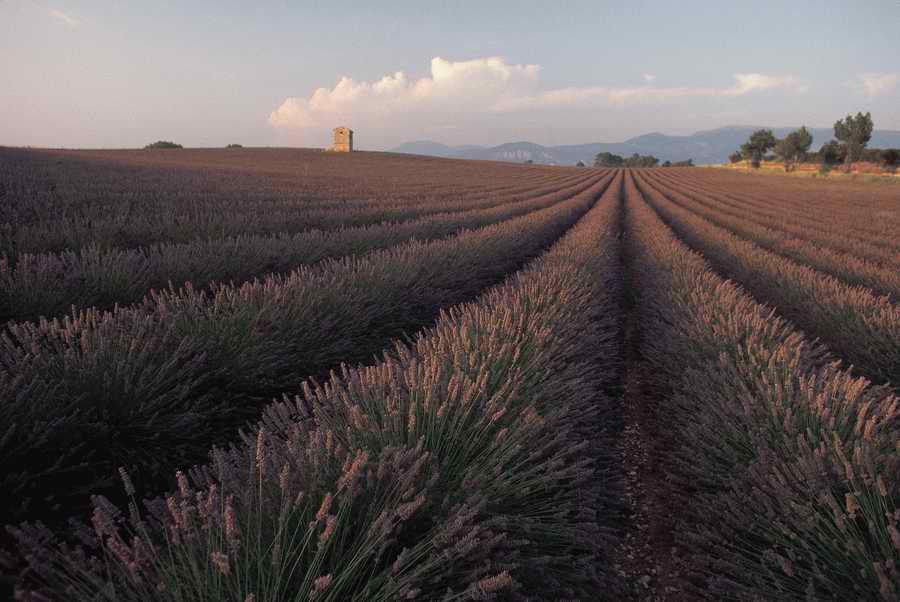 Field 2 - Corbis Online ></a>
<script language=JavaScript> 
  var txt = 