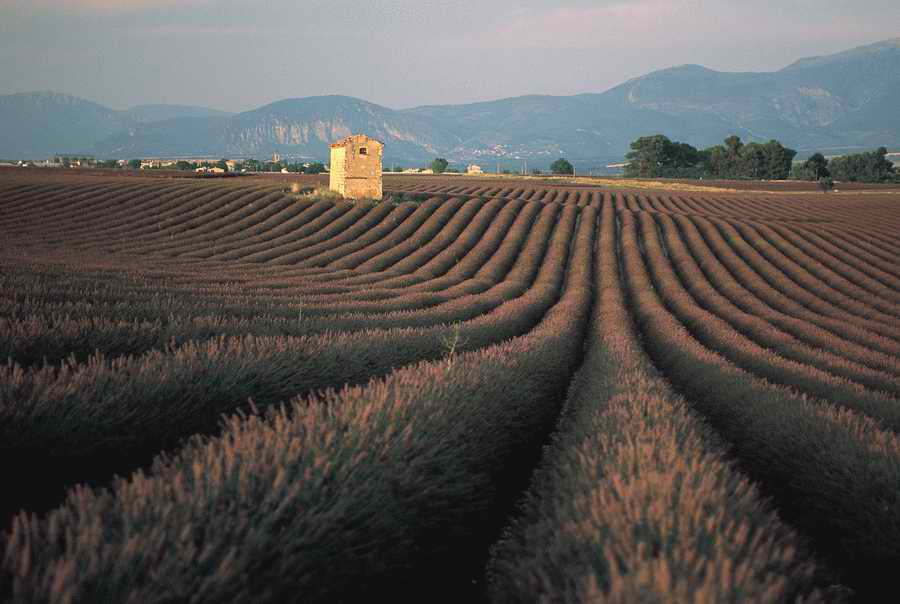 Field 2 - Corbis Online ></a>
<script language=JavaScript> 
  var txt = 
