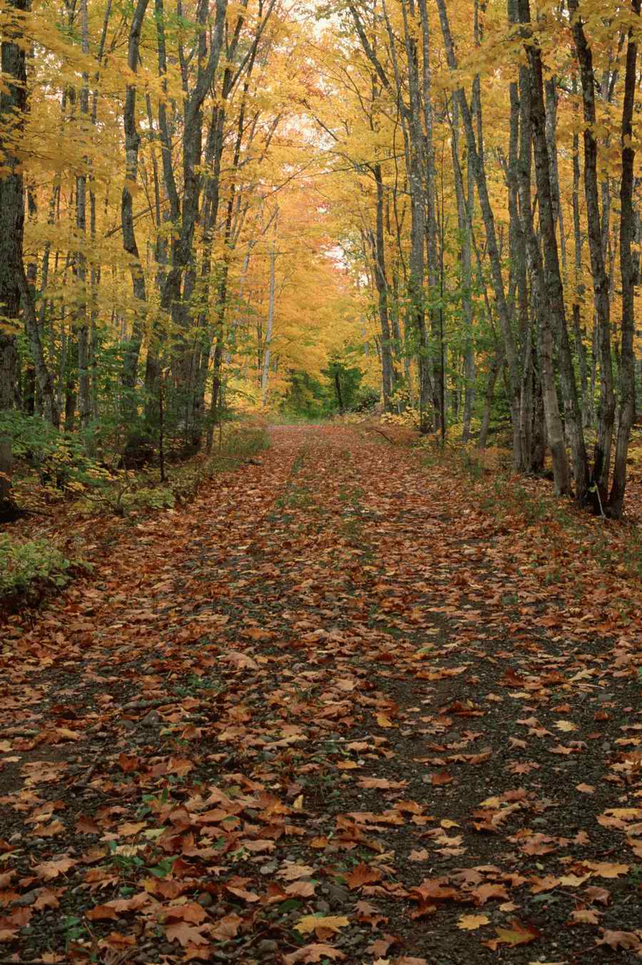 Road 3 - Corbis Online ></a>
<script language=JavaScript> 
  var txt = 