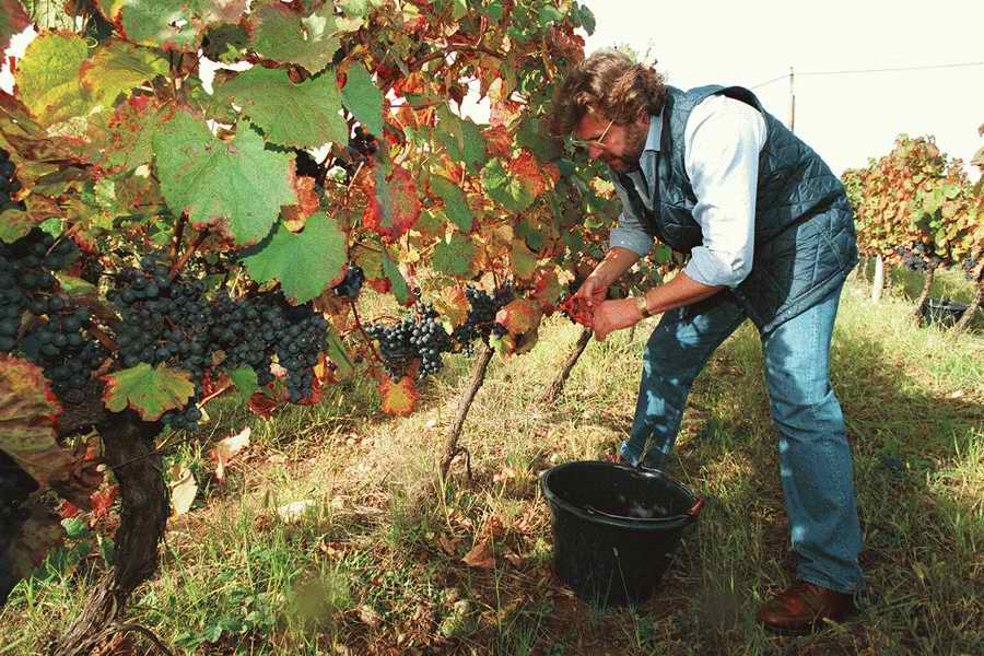 Vinification - Corbis Online ></a>
<script language=JavaScript> 
  var txt = 