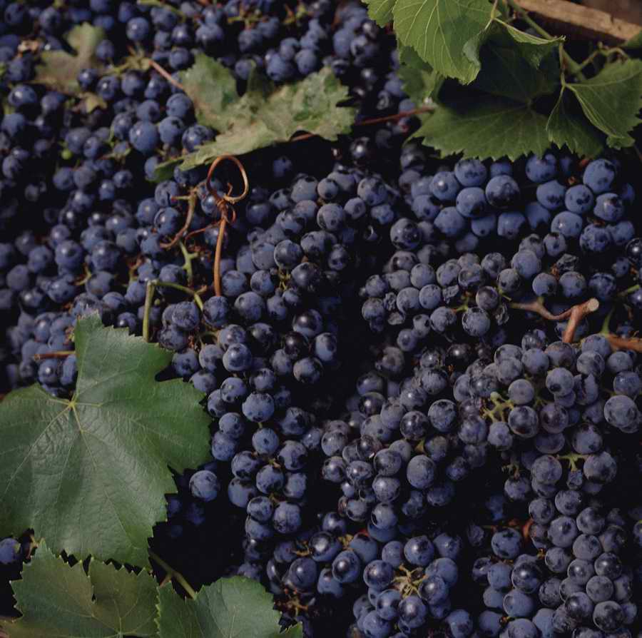 Vinification - Corbis Online ></a>
<script language=JavaScript> 
  var txt = 