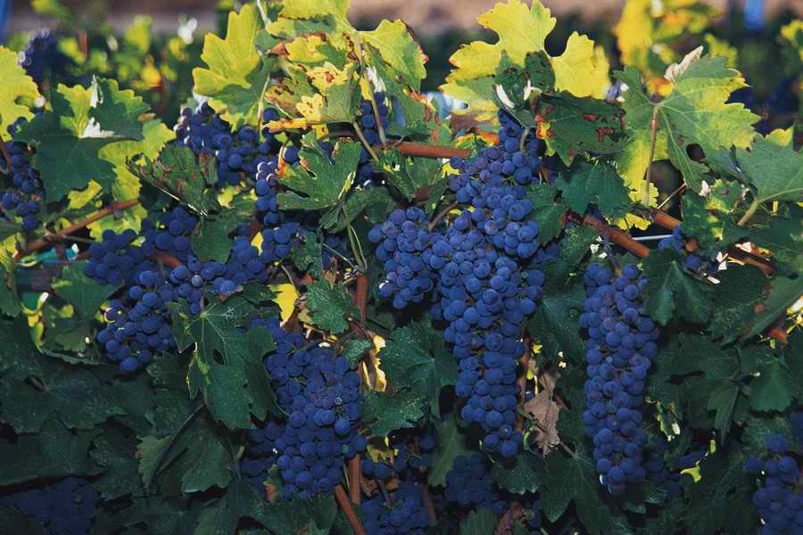 Vinification - Corbis Online ></a>
<script language=JavaScript> 
  var txt = 