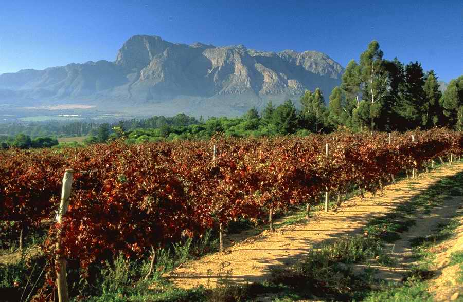 Vinification - Corbis Online ></a>
<script language=JavaScript> 
  var txt = 