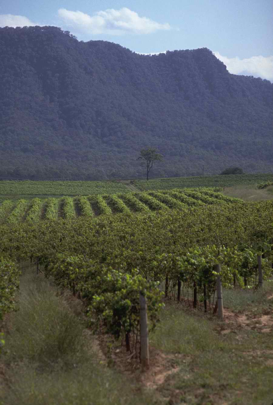 Vinification - Corbis Online ></a>
<script language=JavaScript> 
  var txt = 