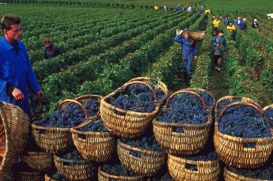 Vinification - Corbis Online ></a>
<script language=JavaScript> 
  var txt = 