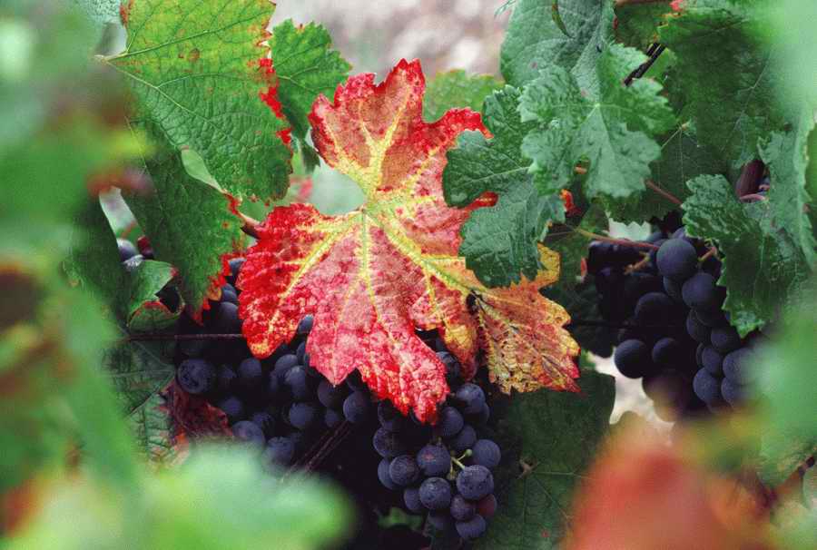 Vinification - Corbis Online ></a>
<script language=JavaScript> 
  var txt = 