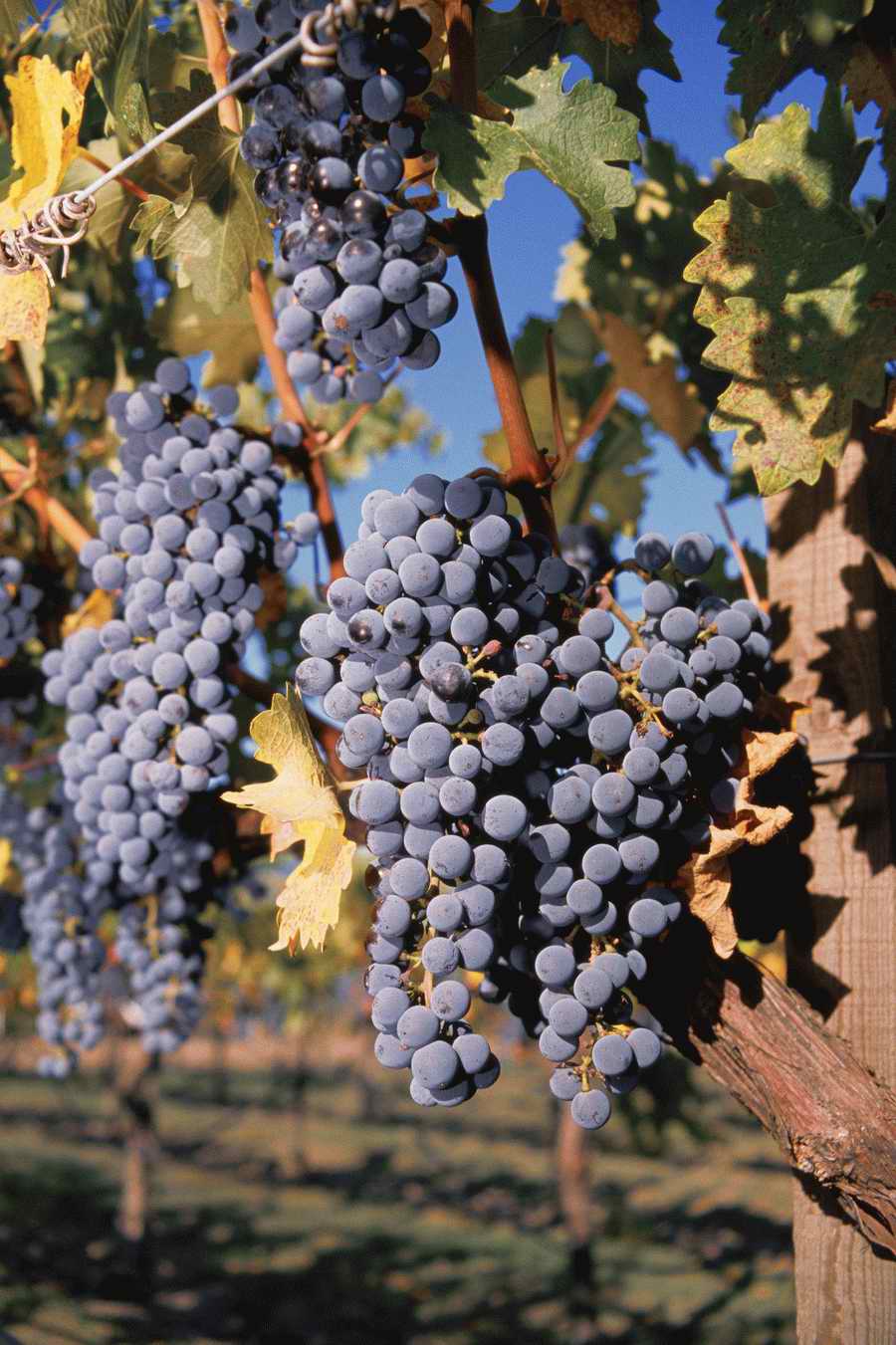 Vinification - Corbis Online ></a>
<script language=JavaScript> 
  var txt = 