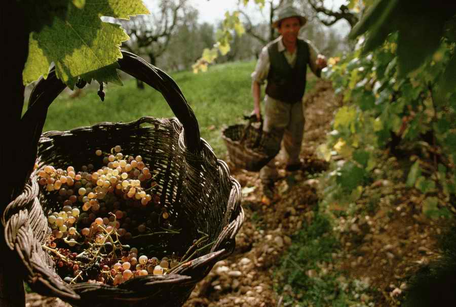 Vinification - Corbis Online ></a>
<script language=JavaScript> 
  var txt = 