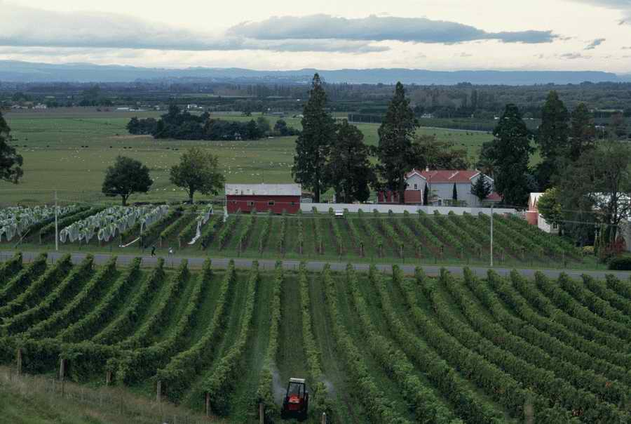 Vinification - Corbis Online ></a>
<script language=JavaScript> 
  var txt = 