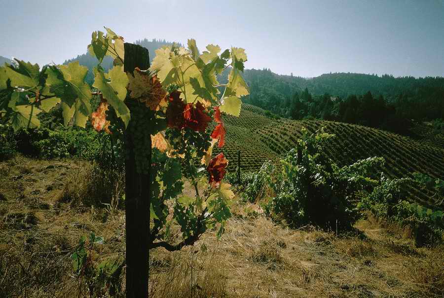 Vinification - Corbis Online ></a>
<script language=JavaScript> 
  var txt = 