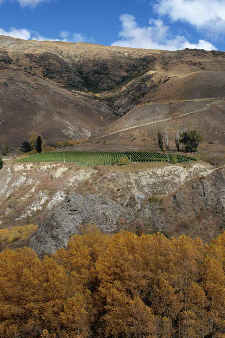 Vinification - Corbis Online ></a>
<script language=JavaScript> 
  var txt = 