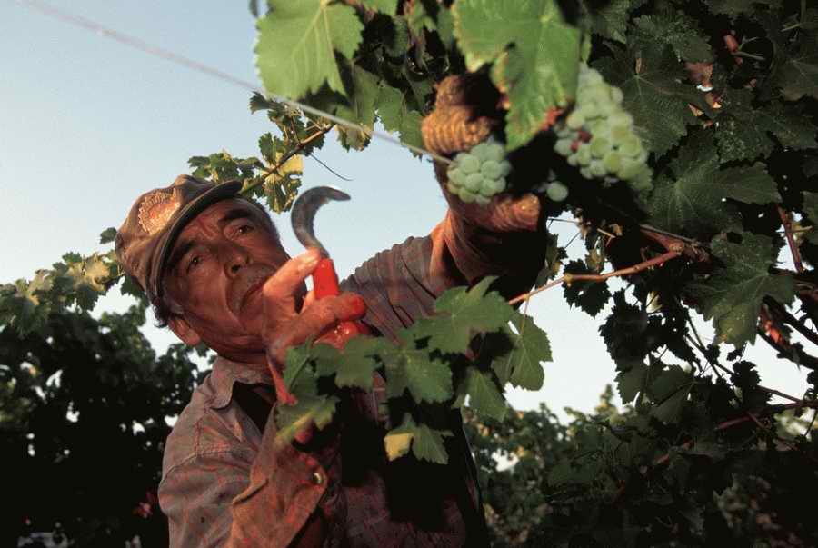 Vinification - Corbis Online ></a>
<script language=JavaScript> 
  var txt = 