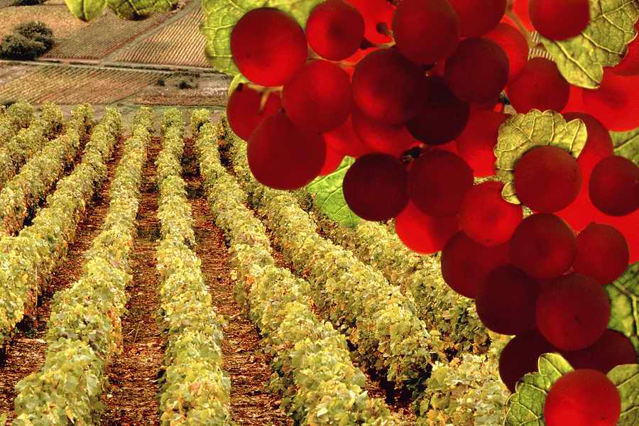 Vinification - Corbis Online ></a>
<script language=JavaScript> 
  var txt = 