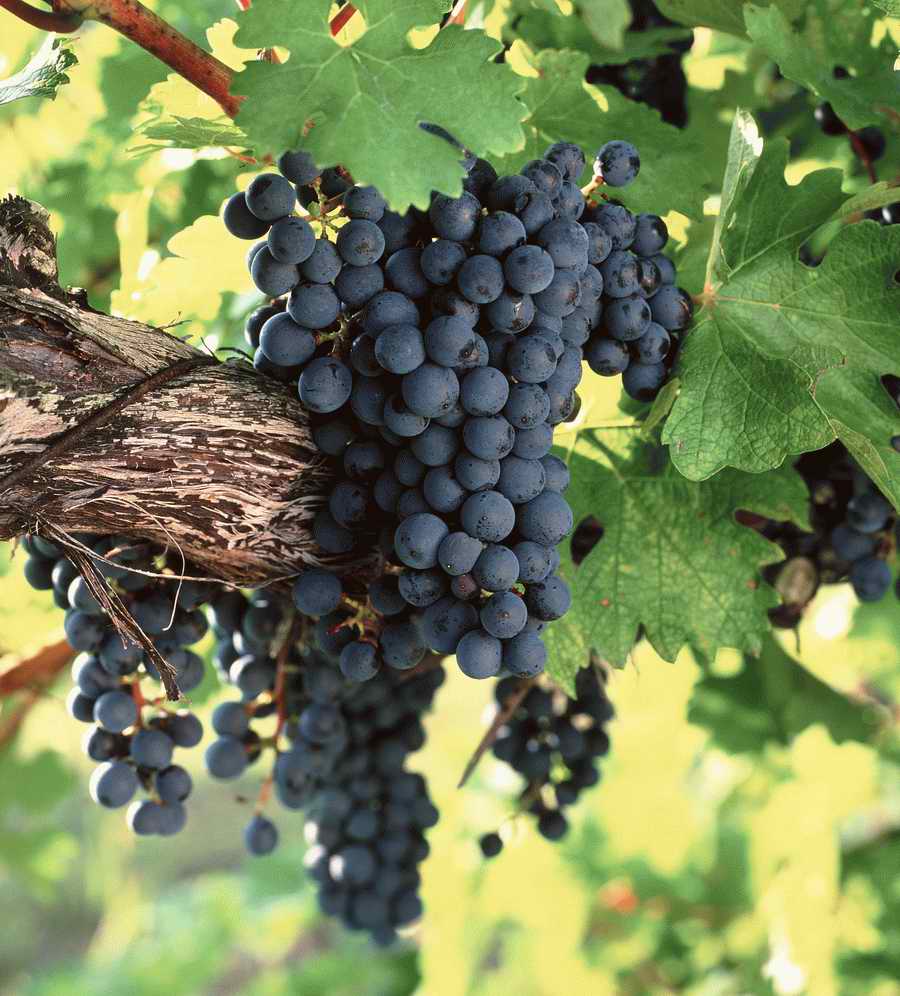 Vinification - Corbis Online ></a>
<script language=JavaScript> 
  var txt = 