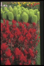 Corel Professional Photos: Annuals for American Gardens 