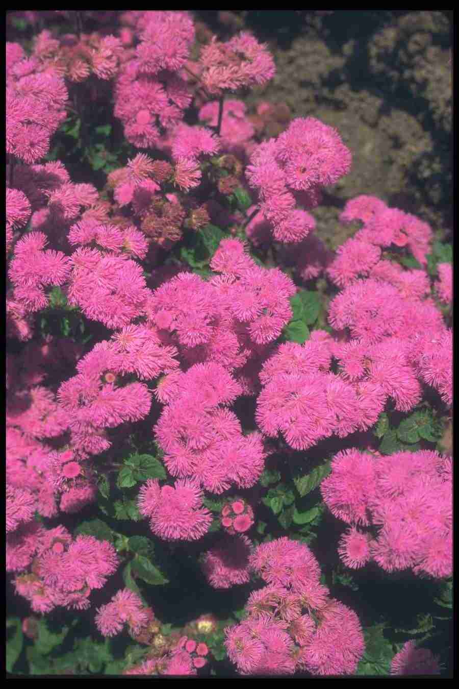 Annuals for American Gardens - Corel Professional Photos ></a>
<script language=JavaScript> 
  var txt = 