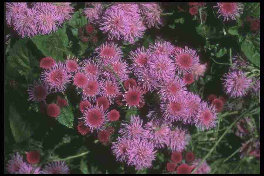 Annuals for American Gardens - Corel Professional Photos ></a>
<script language=JavaScript> 
  var txt = 