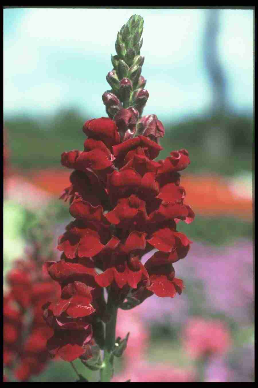 Annuals for American Gardens - Corel Professional Photos ></a>
<script language=JavaScript> 
  var txt = 