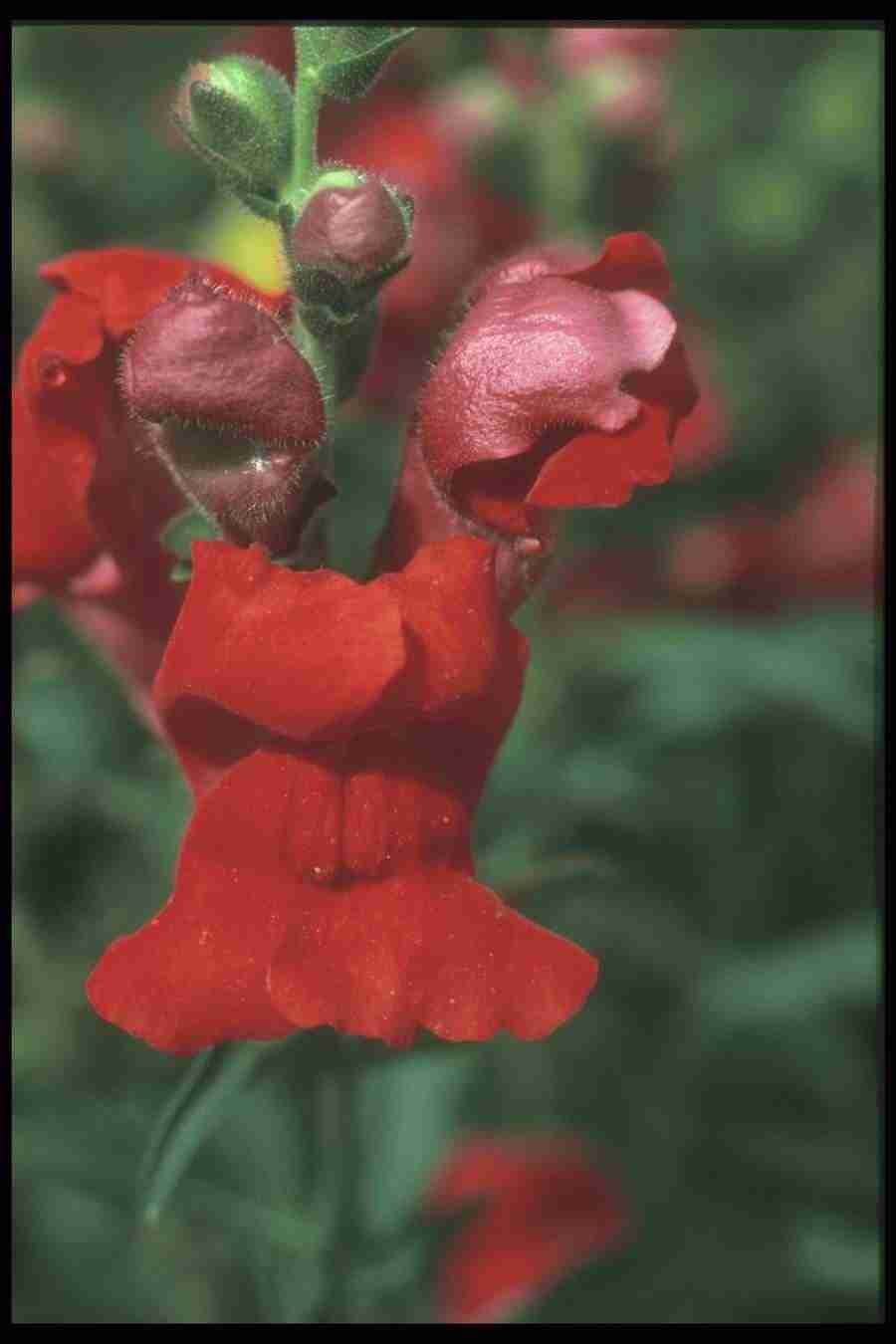 Annuals for American Gardens - Corel Professional Photos ></a>
<script language=JavaScript> 
  var txt = 