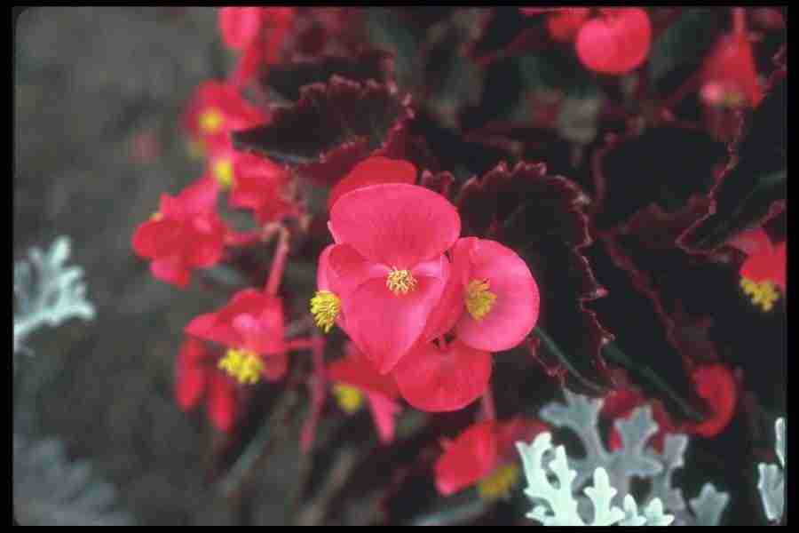 Annuals for American Gardens - Corel Professional Photos ></a>
<script language=JavaScript> 
  var txt = 
