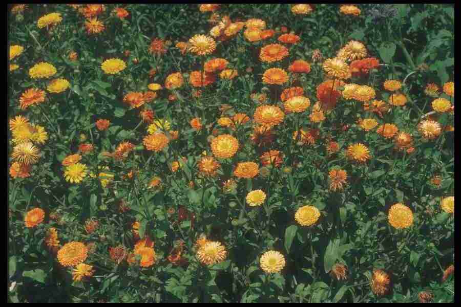 Annuals for American Gardens - Corel Professional Photos ></a>
<script language=JavaScript> 
  var txt = 