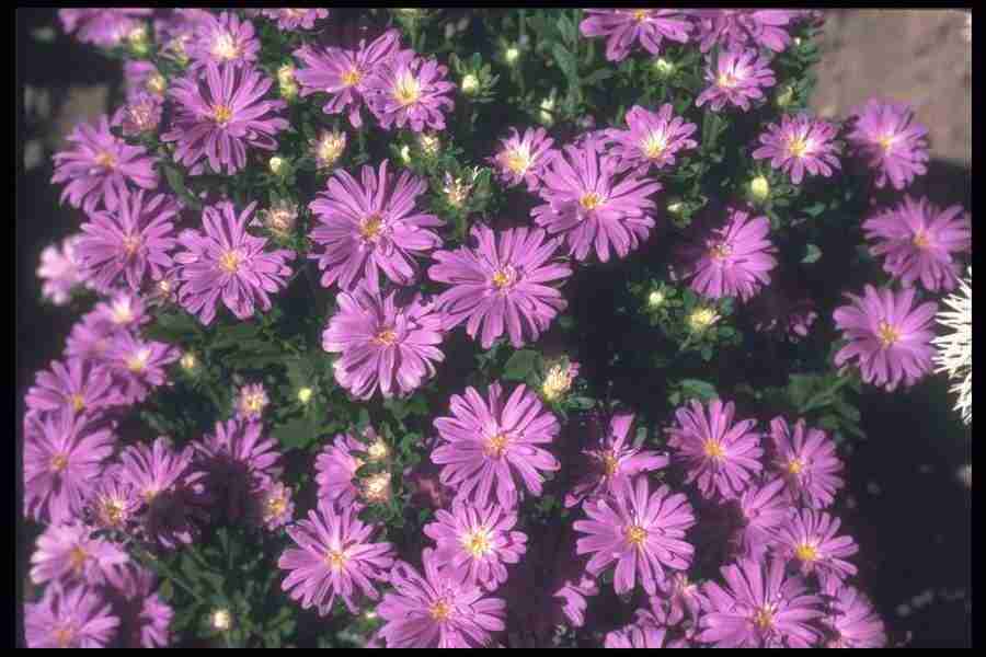 Annuals for American Gardens - Corel Professional Photos ></a>
<script language=JavaScript> 
  var txt = 