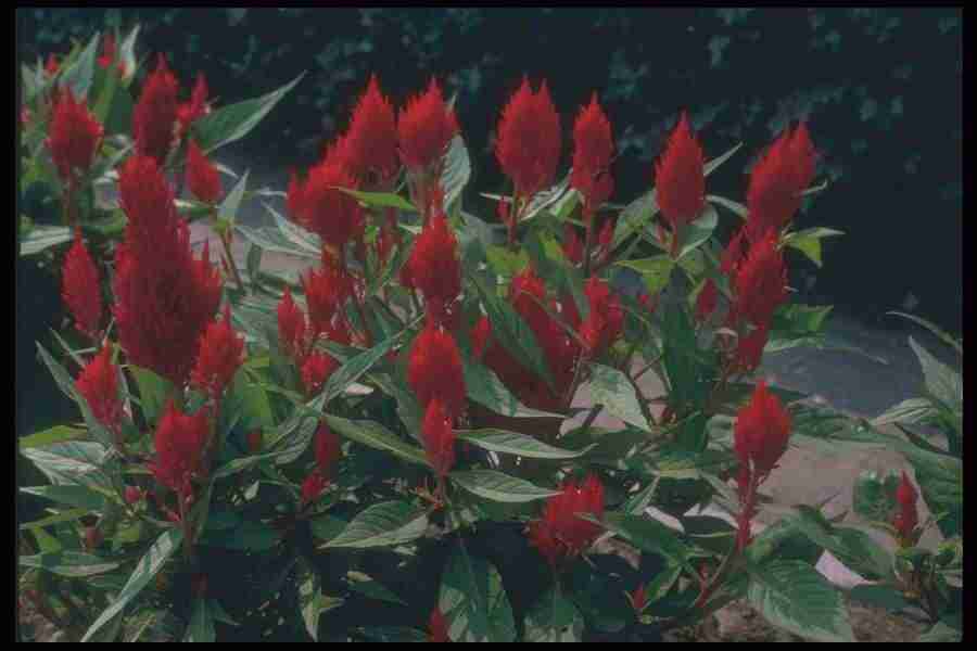 Annuals for American Gardens - Corel Professional Photos ></a>
<script language=JavaScript> 
  var txt = 