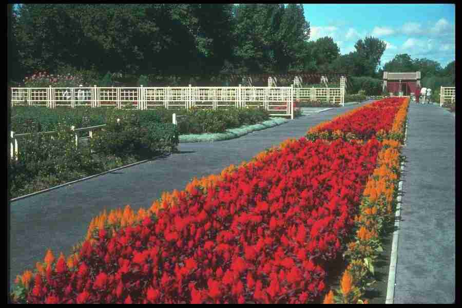 Annuals for American Gardens - Corel Professional Photos ></a>
<script language=JavaScript> 
  var txt = 
