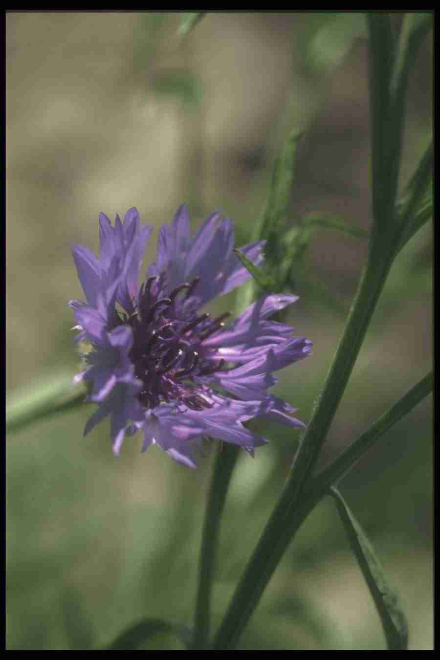 Annuals for American Gardens - Corel Professional Photos ></a>
<script language=JavaScript> 
  var txt = 