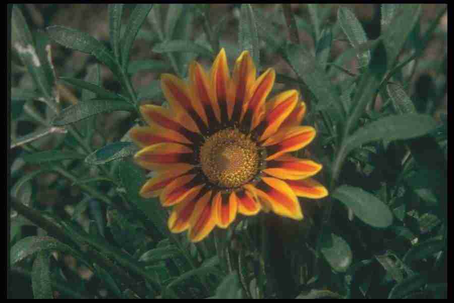 Annuals for American Gardens - Corel Professional Photos ></a>
<script language=JavaScript> 
  var txt = 