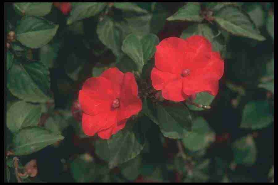 Annuals for American Gardens - Corel Professional Photos ></a>
<script language=JavaScript> 
  var txt = 