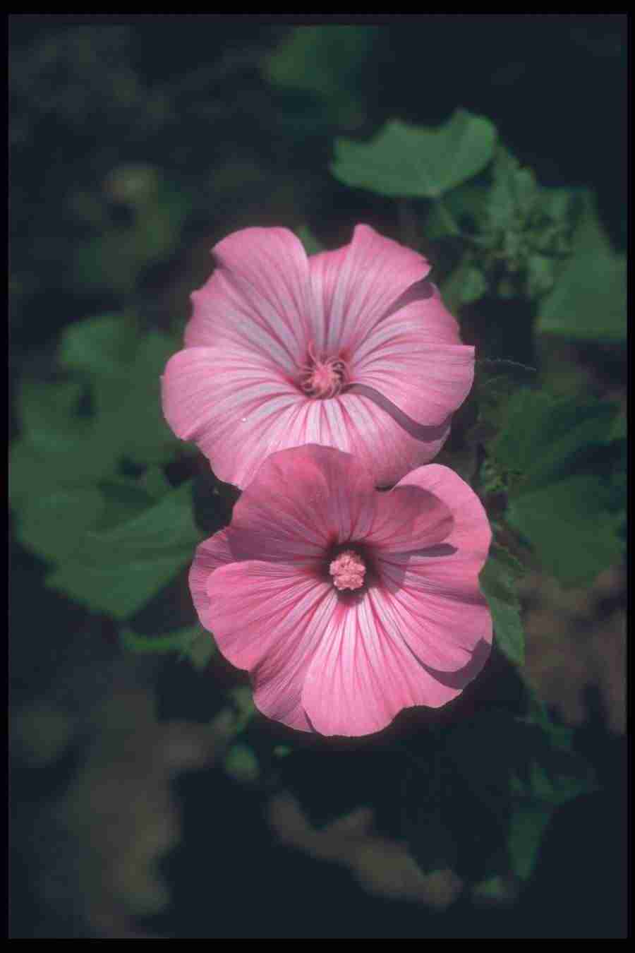 Annuals for American Gardens - Corel Professional Photos ></a>
<script language=JavaScript> 
  var txt = 