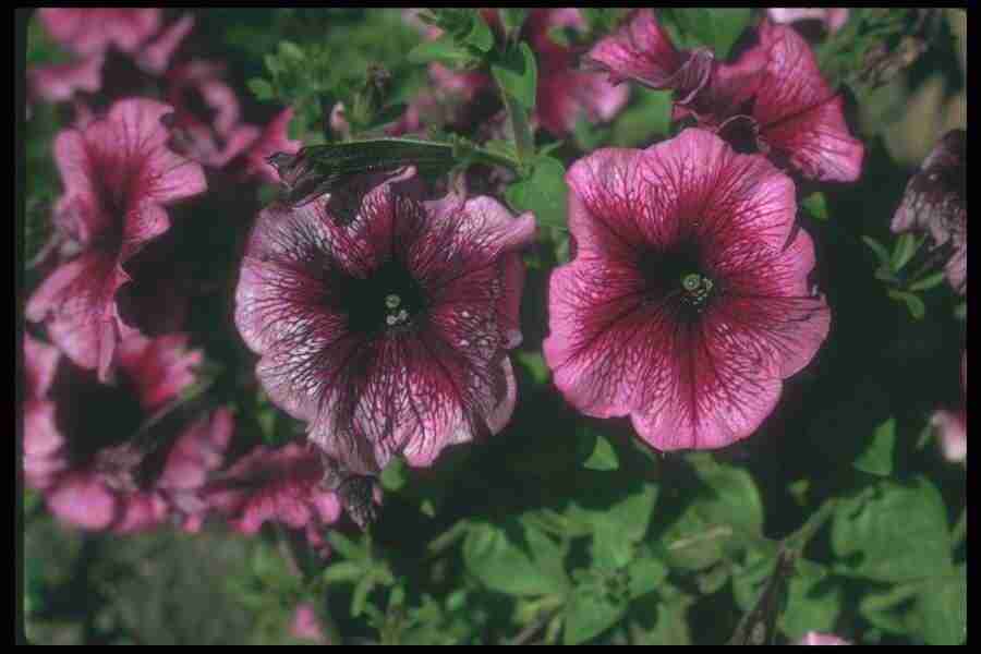 Annuals for American Gardens - Corel Professional Photos ></a>
<script language=JavaScript> 
  var txt = 