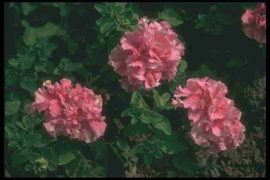 Annuals for American Gardens - Corel Professional Photos ></a>
<script language=JavaScript> 
  var txt = 