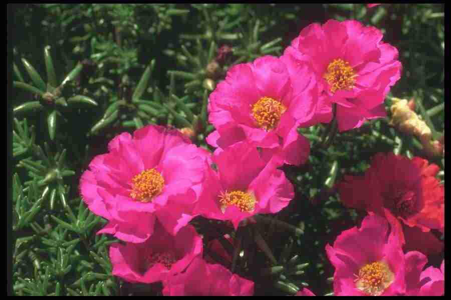 Annuals for American Gardens - Corel Professional Photos ></a>
<script language=JavaScript> 
  var txt = 