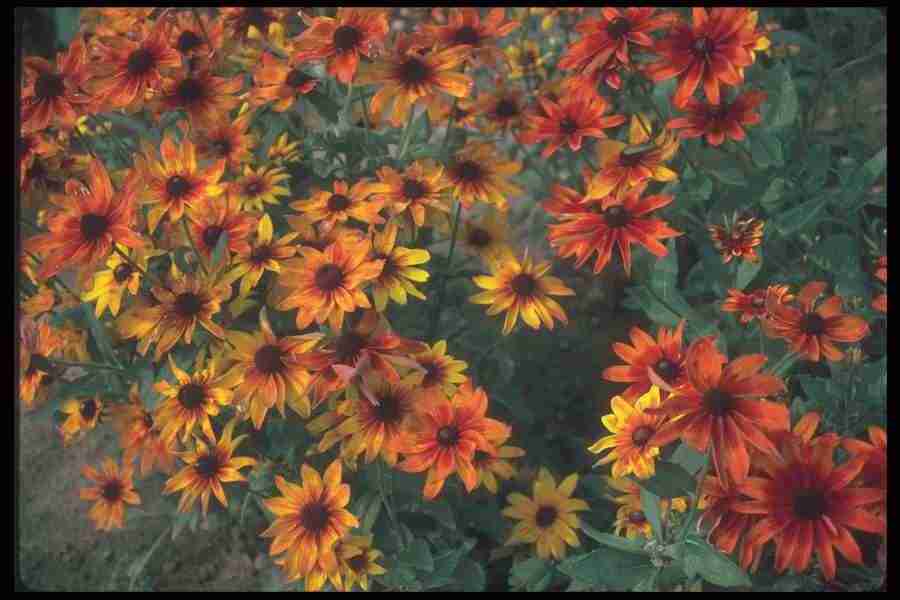 Annuals for American Gardens - Corel Professional Photos ></a>
<script language=JavaScript> 
  var txt = 